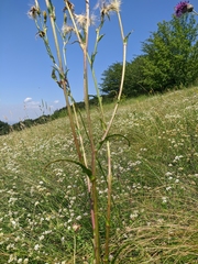Tragopogon undulatus