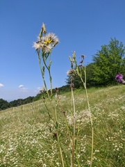 Tragopogon undulatus