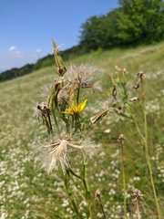 Tragopogon undulatus