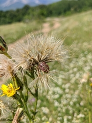 Tragopogon undulatus