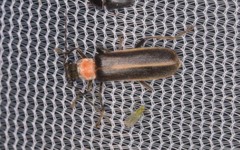Podabrus quadratus
