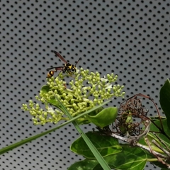 Delta campaniforme campaniforme