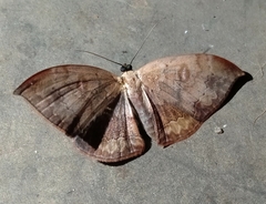 Lissoblemma lunuliferata