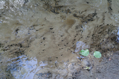 Bufo bufo