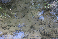 Bufo bufo