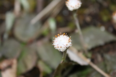 Antennaria solitaria