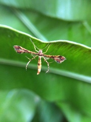 Xyroptila oenophanes