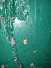 Miltochrista conjunctana