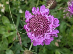 Scabiosa lucida