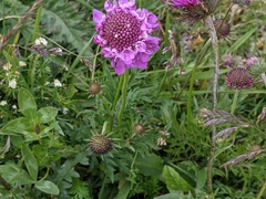 Scabiosa lucida