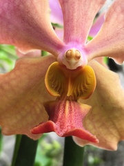 Vanda