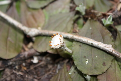 Antennaria solitaria