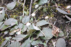 Antennaria solitaria