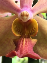 Vanda