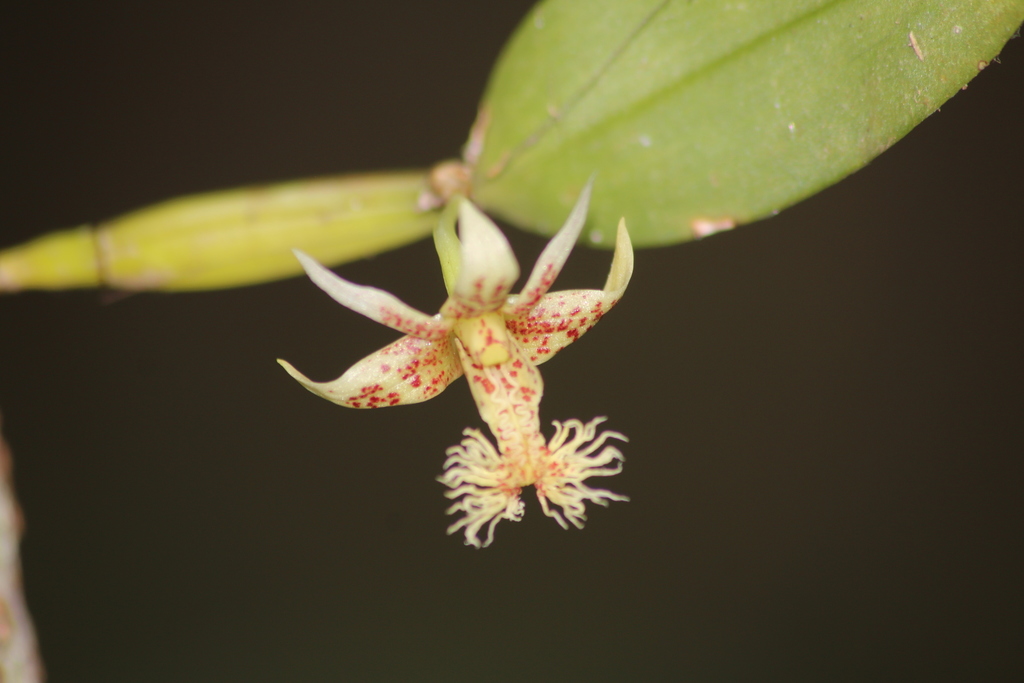 Dendrobium barbatum Breda
