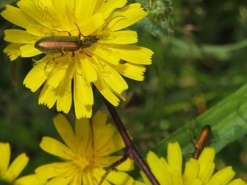 Chrysanthia geniculata, Wassenaar, Nederland, photo 6 of 10