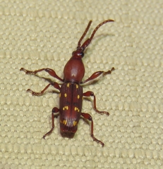 Orfilaia truncata