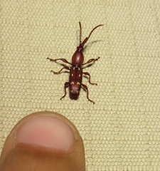 Orfilaia truncata