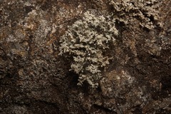 Stereocaulon intermedium