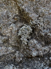 Stereocaulon intermedium