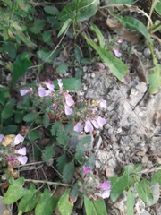 Teucrium chamaedrys nuchense