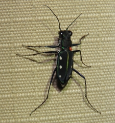 Cicindela flavomaculata