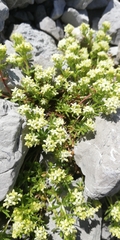 Galium megalospermum