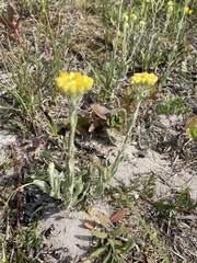 Helichrysum arenarium