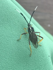Holhymenia histrio