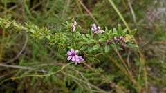 Bauera sessiliflora