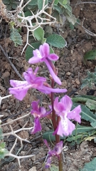 Orchis anatolica
