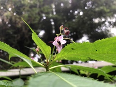 Impatiens devolii