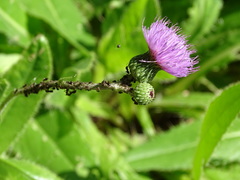 Cirsium monspessulanum