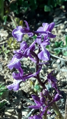 Orchis anatolica