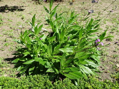 Cirsium monspessulanum