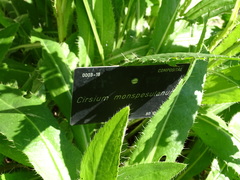 Cirsium monspessulanum