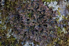 Pseudocyphellaria hawaiiensis