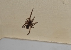 Steatoda nobilis
