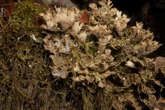 Pseudocyphellaria hawaiiensis