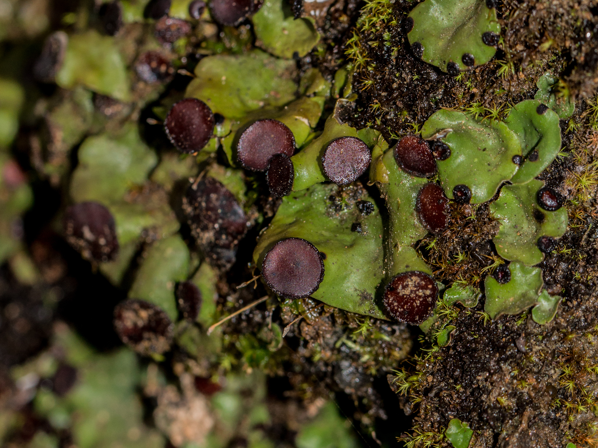 Peltigera venosa image