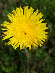 Hypochaeris maculata