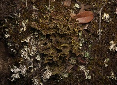 Pseudocyphellaria hawaiiensis