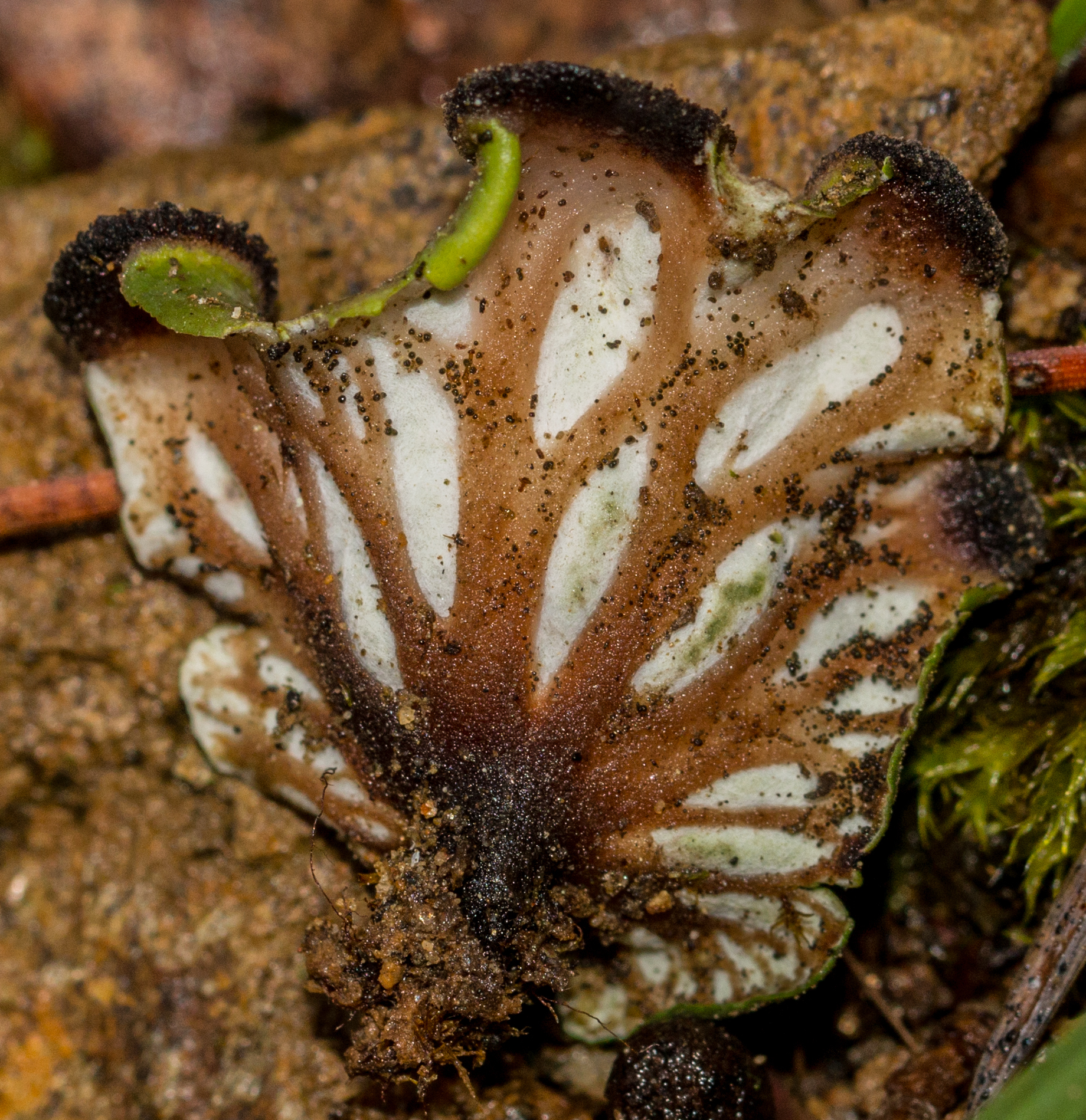 Peltigeraceae image