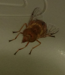 Copestylum sexmaculatum