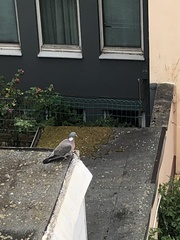 Columba palumbus