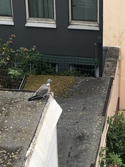 Columba palumbus