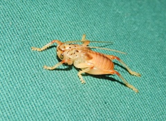Gryllacridini