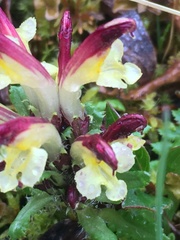 Pedicularis flammea