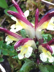 Pedicularis flammea
