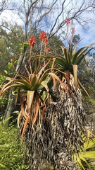 Aloe vaombe